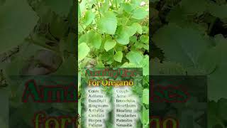 Health benefits of Oregano [upl. by Julita]