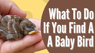 What To Do If You Find A Baby Bird  The Difference Between Fledglings amp Nestlings [upl. by Ayak646]