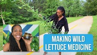 Unlocking the Power of Wild Lettuce Discover Its Pain Relieving Benefits and Uses [upl. by Aicilas]