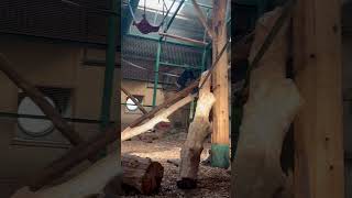 Lion Tailed Macaque at Chester Zoo [upl. by Germano]