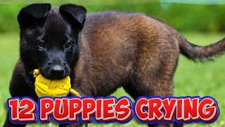 ✅12 Puppies Crawling and Crying All Dogs Love These Sounds [upl. by Yelehsa]