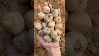 How to grow potatoes 🥔 at home gardening vegetablegarden potato shorts kitchengarden mygarden [upl. by Netaf]