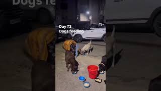 Day 73 dogs feeding feedingstreetdogs streetdogs feedingstraydogs streetdogs [upl. by Schmidt]