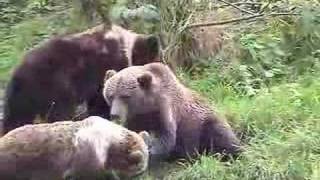 Bears Kodiak Alaska [upl. by Pamela]