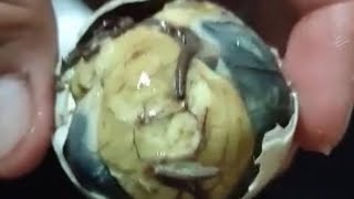 Balut Egg  Duck Eggs  Exotic Food  Try it  balut egg [upl. by Nev652]