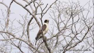 Laughing Falcon singing [upl. by Ortrud]