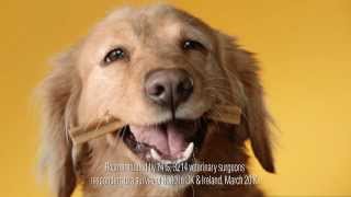 Pedigree Dentastix Official TV Ad UK 2013 [upl. by Anikahs]