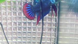 Betta imbellis blue [upl. by Earas]