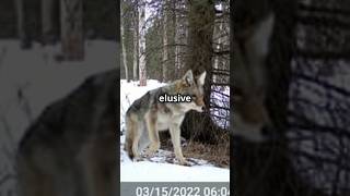 Alaskas Trail Cams animals [upl. by Kirimia]