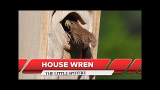 House Wren [upl. by Leahcimal]