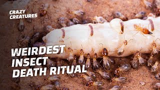 Why Termites Lick Their Own Queens to Death [upl. by Olcott]