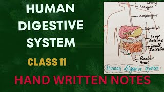 Human Digestive System l NCERT Deleted Chapter l Class 11 l Why Important l Written Notes l Lec2 [upl. by Leoine]