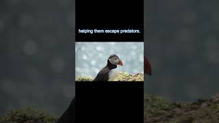 Puffin Birds shorts shortsvideo intrestinfacts facts [upl. by Parette357]