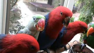 Feeding time  Alexandrine and Eclectus baby parrots [upl. by Essilec92]