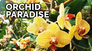 Secret Orchid Care Tips from a Master Orchid Grower [upl. by Uttica]