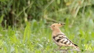 Huppe fasciée  Eurasian Hoopoe [upl. by Deraj]