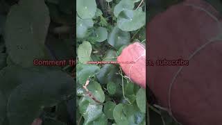 Uses of brahmi leaves ayurveda ayush ayurvedic shortsfeed shorts youtube youtubersviralvideo [upl. by Yecrad]