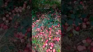 Growing seeds from the fruit➡️ we eatgardening teluguvlogspropagationtelugushorts ytshorts [upl. by Nylannej]