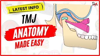 TMJ Anatomy Easy Temporomandibular Joint Explanation [upl. by Ahsilem]