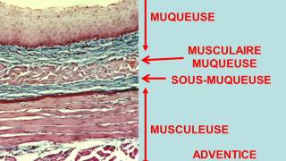 histologie digestive partie 1 [upl. by Nehtanhoj]