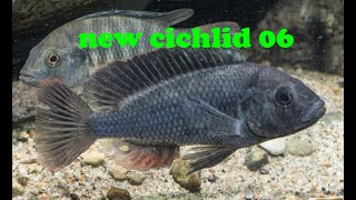 Haplochromis astatodon from Lake Kivu Haplochromis  NEW CICHLID 06 [upl. by Portingale]