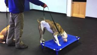 2 Out Of Control Pit Bulls  Dramatic Dog Training Results [upl. by Neile]