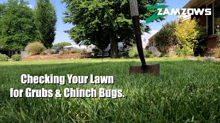 How to Check Your Lawn for Grubs and Chinch Bugs [upl. by Ahseen658]