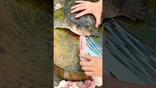 Tortoises favorite meat  akfunn shortsvideo intresting [upl. by Enyehc]