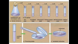 Serial dilutions and pour plate technique [upl. by Nyletac38]