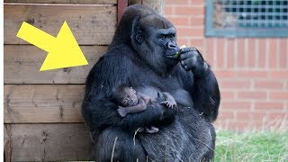 This Baby Gorilla Was Acting Up In Front Of A Crowd But Dad Quickly Put Him In His Place [upl. by Tnairb38]