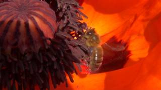 Abeille butinant une fleur de Pavot décoratif [upl. by Coady]