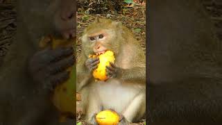 Gladdis cute eating mango shorts monkey fyp foryou shortvideo [upl. by Thierry469]