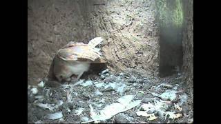 Barn Owl story 2011 [upl. by Akyssej]