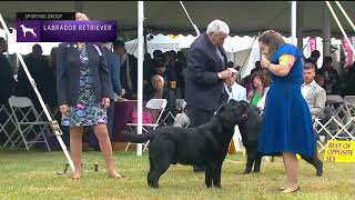 Retrievers Labrador  Breed Judging 2022 [upl. by Kyrstin713]