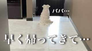 パパが出掛けた後の愛犬の姿に胸が締め付けられました… [upl. by Assirec]