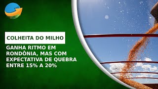 Colheita do milho safrinha em Rondônia vai ganhando ritmo mas com expectativa de quebra [upl. by Irved]