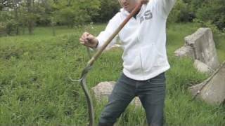 Huge Garter Snake [upl. by Sabino]