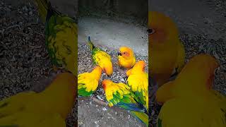 Sun conure Most beautiful parrots birdsshortsviral [upl. by Terrence]