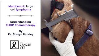 Overcoming Lymphoma in dogs with CHOP Chemotherapy protocol  Episode 31 [upl. by Ycnej]