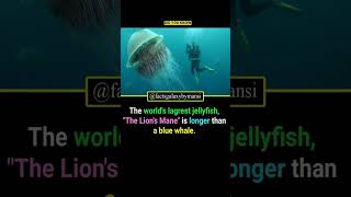 The worlds lagrest jellyfish quotThe Lions Manequot is longer than a blue whale fact jellyfish [upl. by Edie]