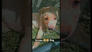 dog smiledog puppies doglover cutedog viralvideo viralshort trending [upl. by Carmelle]