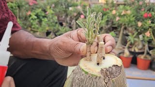 Adenium Grafting alternative method using Glue [upl. by Gemma]