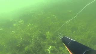 Spearfishing Pike 201282 Lbs Lydeka 913 kg [upl. by Ahsiela]