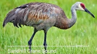 Animal sounds Sandhill Crane Sound [upl. by Ynohtnanhoj]