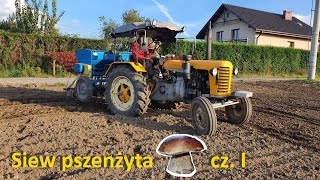 Siew pszenżyta Borowik 20a  Zetor 25330  Poznaniak 2m Kutnowiak S0681  VLOG 23 [upl. by Charlie]