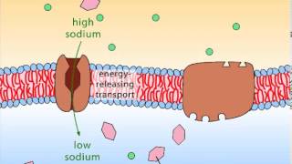 Secondary Active Transport [upl. by Galatea675]