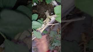 Removing pumpkin Plant from My Garden A StepbyStep Guide short ytshorts viral shorts [upl. by Eniarda]