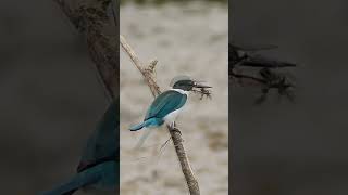 collared kingfisher and crab lunch at sapan hin park in phuket Thailand shorts [upl. by Llerrac]