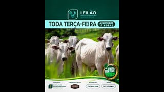 LEILÃO DE CORTE  SIND RURAL DE PATOS DE MINAS 1012 [upl. by Alleira]