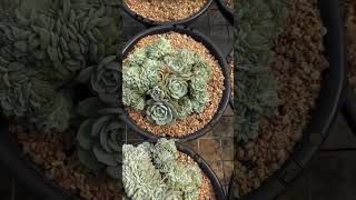 Echeveria Glauca crested succulant plants garden shots [upl. by Layton]